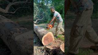 Efsane Motorlu Testere Husqvarna 365 motorlutestere chainsaw [upl. by Emmuela]