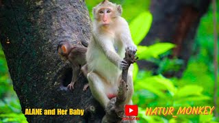 Explore how ALANE the mother monkey exhibits natural maternal behaviors in caring for her baby [upl. by Tifanie]