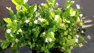 Arabian Jasmine NOT Flowering GUARANTEED Ways to Keep Jasmine Blooming [upl. by Eedya956]