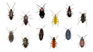 Species of Darkling Beetles Tenebrionidae Family Part 1 [upl. by Ardnu]