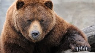 Grizzly River  Grizzly Bears Nature Documentary [upl. by Caresa]