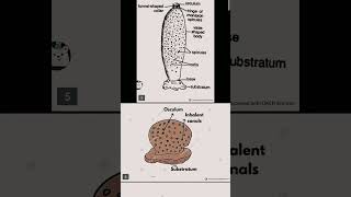 Class 11 biology chapter 4 part 1 diagram educational diagram neet [upl. by Bratton]