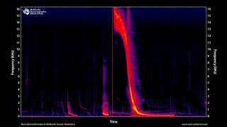 Song of the Antarctic Weddell Seal 2 hours  MOO Antarctica [upl. by Wendalyn]