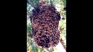 RESTING SWARM of Wild Honey Bees resemble a Giant Pineapple [upl. by Meeka]