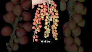 scientific name  Antidesma Buniuswildfruit fruit nature explore [upl. by Llenyr]