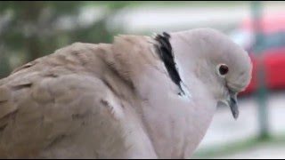 Eurasian collared dove on the antenna in Dzierżoniów [upl. by Erlin]