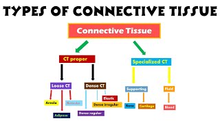 Types of Connective Tissue  Part 2  Connective tissue proper and specialized connective tissue [upl. by Adahs]