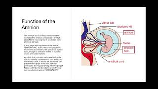 The Amnion and Placenta Biology Unit 1 [upl. by Felice]