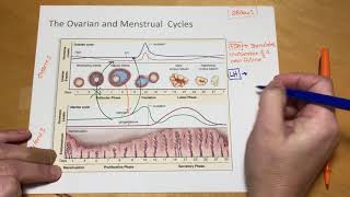 Ovarian and Uterine Cycle [upl. by Ezarra]