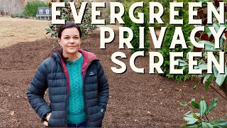 Creating An Elegant Evergreen Privacy Screen Southern Style [upl. by Carrissa]