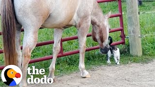 Horses Rescue A Tiny Kitten  The Dodo [upl. by Sewellyn]