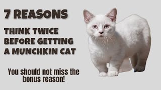 7 Reasons You Should Think Twice Before Getting a Munchkin Cat [upl. by Sheela]