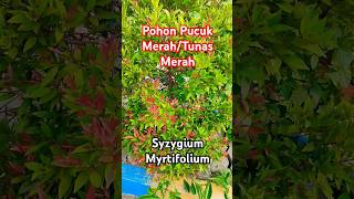 Syzygium Myrtifolium Pucuk Merah Hiasa plants tanamanhias masukberanda flowersanekatanaman fyp [upl. by Jankell]