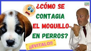 ⚠️ ¿CÓMO SE CONTAGIA EL MOQUILLO DE UN PERRO A OTRO ⚠️y PERIODO DE INCUBACIÓN [upl. by Lamson]