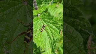 A Wasp Beetle  a stunning example of Batesian mimicry [upl. by Eiramassenav]