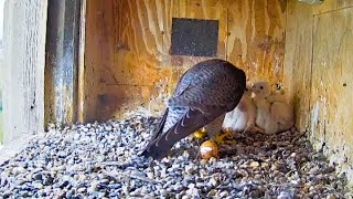 FalconCam 18102024 1545 Not long after X finished feeding Di brought a rosella to feed them [upl. by Anurag]