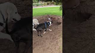 Colin Meets The Cutest Dog maremma sheepdog dogpark doglover dogs dogsitter puppy happydog [upl. by Reinwald]