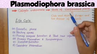 Plasmodiophora brassicaFull explaination in Hindi and urdu exploringpanda479 [upl. by Fredette230]