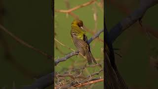 Redheaded Bunting Preening at Nalsarovar  Stunning Bird Behavior [upl. by Anaitsirc260]