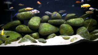 130g African Cichlid Mbuna Aquarium  Tank  Natural Lake Malawi Biotope [upl. by Aikemit]