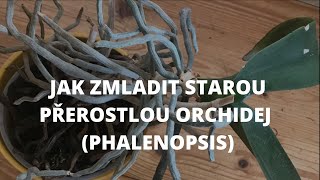 Jak zmladit přestárlou orchidej [upl. by Shu]