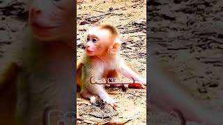 Baby monkey calling mother Where is my mom Macaca Macaco Macaque Bandar monkey Kurangan Wild [upl. by Bradway]