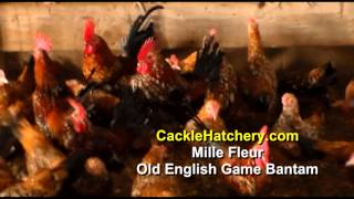 Mille Fleur Old English Game Bantam Chicken Breed Breeder Flock  Cackle Hatchery [upl. by Ahsikam]