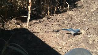 Pinyon Jay Interacts at Peanutfest [upl. by Athena602]