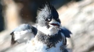 Belted kingfisher call  sound eating fish [upl. by Izawa]