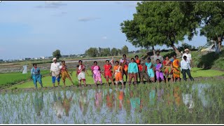 వరి నాటు  The Season of Rice Replantation  Rice Planting India [upl. by Auhesoj]