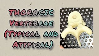 THORACIC VERTEBRAE  Typical and Atypical [upl. by Warila]