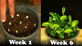 How To Grow Lime Tree From Seeds [upl. by Hatokad]