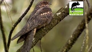 THE EUROPEAN NIGHTJAR  L’ENGOULEVENT D’EUROPE [upl. by Nnylear]