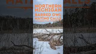 BARRED OWL MATING CALLS  NORTHERN MICHIGAN  FIELD RECORDING [upl. by Eaj397]