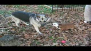 German Shepherd plays with English bulldog puppy [upl. by Etnauq]