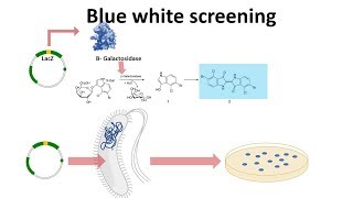 BLUE WHITE SCREENING I Recombinant DNA Technology I RDT I Biotechnology [upl. by Ellenhoj326]