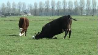 la danza de las vacas Holandesas [upl. by Cortney]