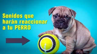 Sonidos que harán reaccionar a tu Perro  Pruébalo ahora [upl. by Eico]