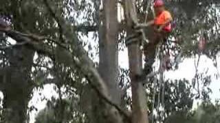 arborist tree climbing and Tree lopping with Ace Tree removing a big split tree top 2 [upl. by Ibocaj604]