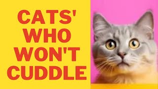 Surprised Your Cat Doesn’t Like to Cuddle Here’s What You Need to Know [upl. by Lekkim727]