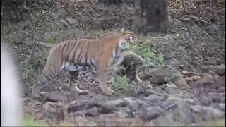 Tadoba Core Chhoti Tara Tigress with Sambar Kill April 2024 tiger tadoba wildlife natgeo [upl. by Utimer]