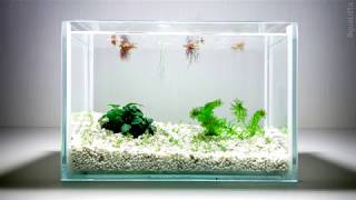 Two week aquarium timelapse [upl. by Ballinger]