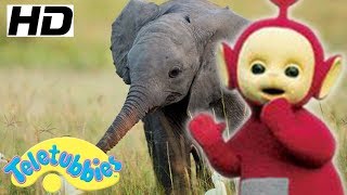 ★Teletubbies English Episodes★ Baby Elephant ★ Full Episode  HD S12E19 [upl. by Godderd]