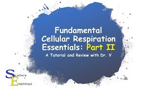 Cellular Metabolism Essentials Part II  Dr V [upl. by Fairbanks973]