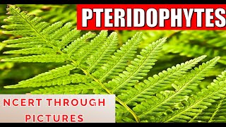 Plant kingdom 06PTERIDOPHYTES Class 11 CBSE NCERT  NEET  NCERT through pictures Part 1 [upl. by Leggett123]