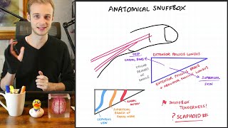 Anatomical Snuffbox Boundaries amp Contents  Draw Along Anatomy [upl. by Nivaj]