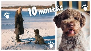 10 month old Lagotto Puppy not listening so much anymore Februray 2023 [upl. by Sylera]