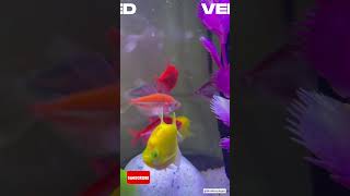 Vibrant Glow Transgenic Tetras in a Stunning Planted Aquarium  Colorful Fish in Natures aquarium [upl. by Zink234]