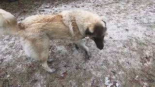 Anatolian Shepherd Dog Pros and Cons [upl. by Nnaeerb]