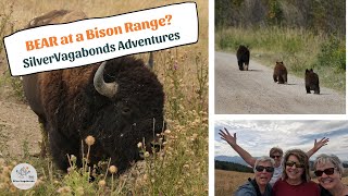 A hidden gem the stunning CSKT Bison Range…and we saw BEAR too [upl. by Haldas]